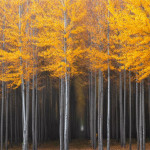 Interesting Photo of the Day: Mysterious Hallway of Poplar Trees