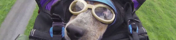 Incredible Footage of the First Dog to Ever Fly on a Wingsuit