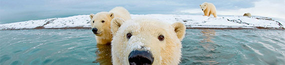 Interesting Photo of the Day: Curious Polar Bear Wants to Get A Little Closer