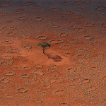 Interesting Photo of the Day:  A Lonesome Tree Among Fairy Circles