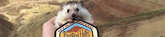 Photographers Take a Pygmy Hedgehog on Adventures Around the World