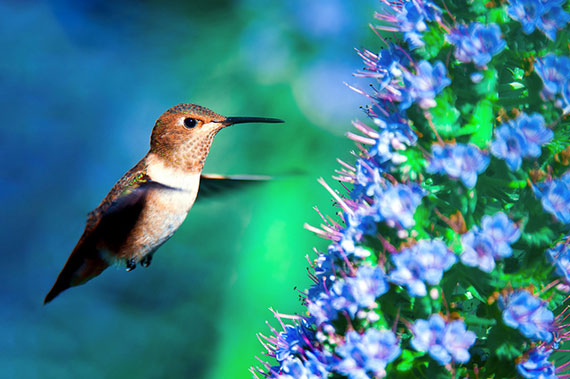 great hummingbird photography tips