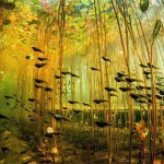 Interesting Photo of the Day: A Cloud of Tadpoles