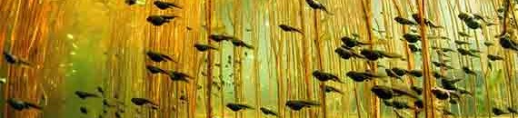 Interesting Photo of the Day: A Cloud of Tadpoles