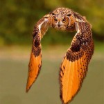 Interesting Photo of the Day: Majestic Rock Eagle-Owl in Flight