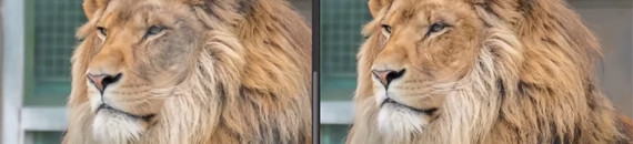 How to Remove Fence Lines from Zoo Photos