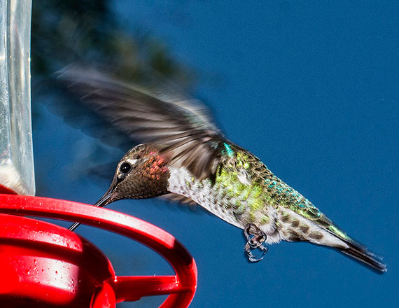 how to take good hummingbird pictures
