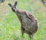 Interesting Photo of the Day: A Kangaroo Takes a Winery Tour