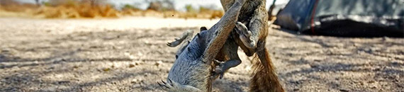 Interesting Photo of the Day: Squirrel Battle