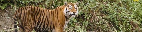 See How Camera Traps Are Saving Wild Tigers