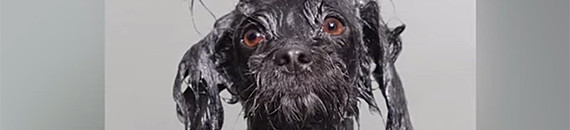 How a Sony World Photography Award Winner Captures Her Wet Dog Photos