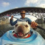 Interesting Photo of the Day: Meet Dexter, the Kayaking Dog