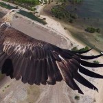 Interesting Photo of the Day: Camera Drone Soars with Golden Eagle