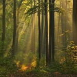 Interesting Photo of the Day: Magical Light in Polish Forest