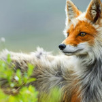 Interesting Photo of the Day: Russian Red Fox