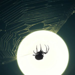 Interesting Photo of the Day: Giant Spider Silhouetted Against the Moon