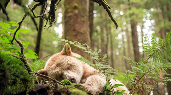 how to photograph the spirit bear