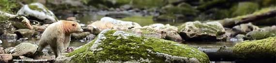 Photographing the Elusive Spirit Bear