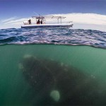 Interesting Photo of the Day: Giant Whale Plays Hide and Seek with a Boat