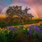 Interesting Photo of the Day: Stunning Double Rainbow Over a Field of Wildflowers