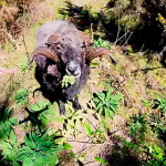 Angry Ram Attacks Drone Then Seeks Revenge on Photographer