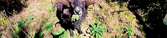 Angry Ram Attacks Drone Then Seeks Revenge on Photographer