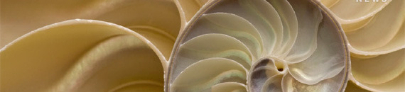 The Golden Ratio vs. The Rule of Thirds: Which is Best?