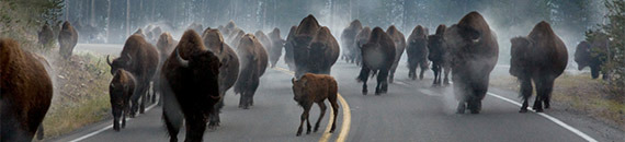 Interesting Photo of the Day: Rush Hour Traffic in Yellowstone National Park