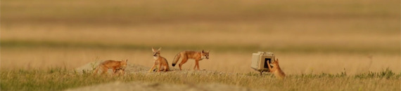 Wildlife Photographer Spends Three Years Photographing Swift Foxes