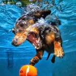 Interesting Photo of the Day: Determined Doggy Diver