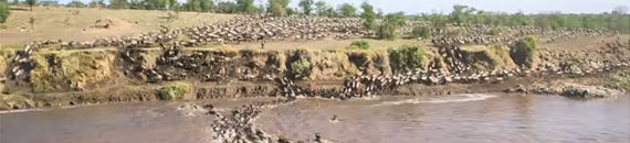 Awe-Inspiring Timelapse Shows the Great Migration of 1.5 Million Wildebeest