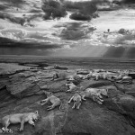 2014 Wildlife Photographer of the Year