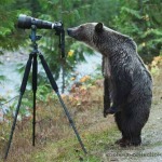 Interesting Photo of the Day: Grizzly Turned Photographer