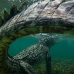 Interesting Photo of the Day: Killer Underwater Crocodile Shot