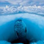 Interesting Photo of the Day: Seal Coming Up for Air