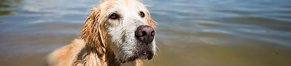 8 Tips for Better Dog Photography