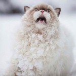 What Happens When a Cat Sees Snow for the First Time?