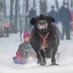 Interesting Photo of the Day: Dog or Reindeer?