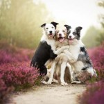 Interesting Photo of the Day: These Happy Dogs Will Put a Smile on Your Face