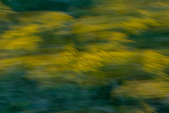 intentional camera movement