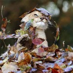 Adorable Photos Prove That Even Baby Lions Love the Fall