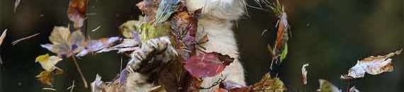Adorable Photos Prove That Even Baby Lions Love the Fall