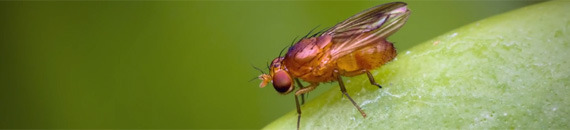 Expert Techniques for Beautiful Insect Macro Photography