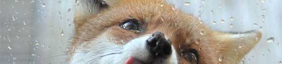 22 Photos to Make You Fall in Love With Foxes