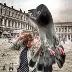 Interesting Photo of the Day: Attack of the Italian Pigeon