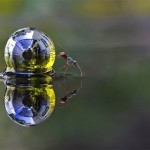 Interesting Photo of the Day: An Ant Investigates a Marble