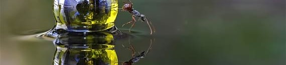 Interesting Photo of the Day: An Ant Investigates a Marble