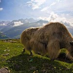 Interesting Photo of the Day: Yak in the Himalayas