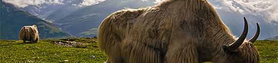 Interesting Photo of the Day: Yak in the Himalayas