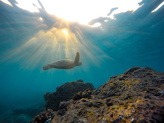 underwater nature photos